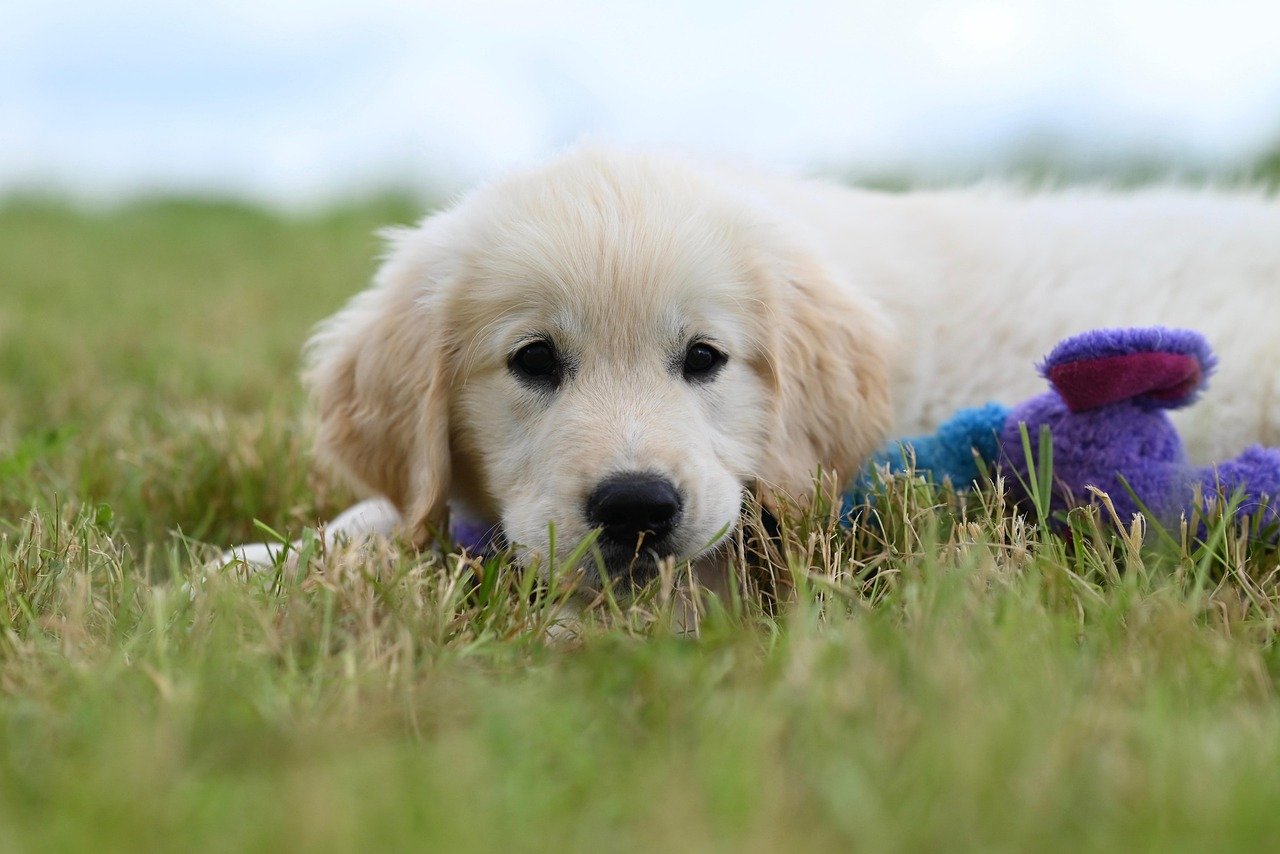 dog, pet, puppy, canine, mammal, cute, nature, animal, golden retriever vyctorio, chien
